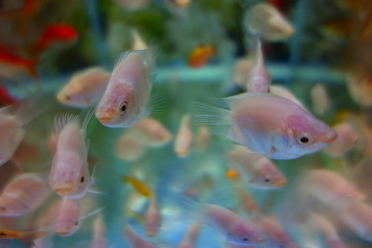 金魚 錦鯉魚 觀賞魚