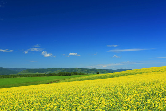 田野油菜花