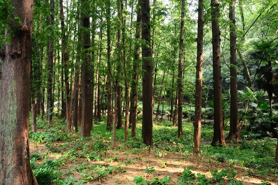 樹林