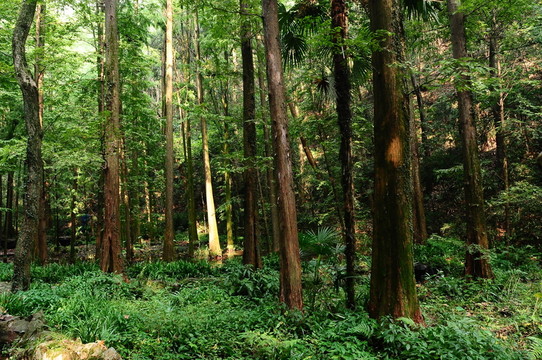 樹林（非高清）
