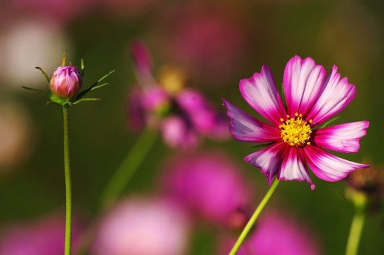波斯菊