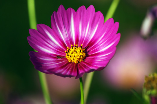 波斯菊