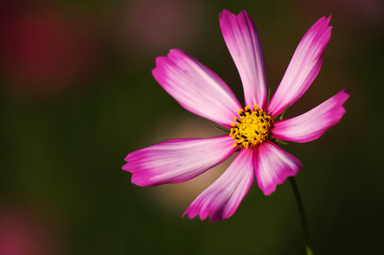 波斯菊