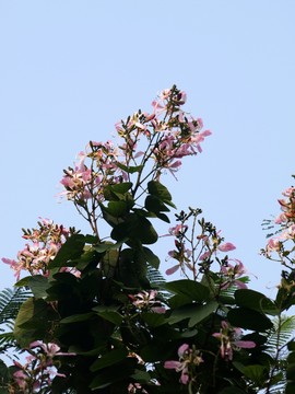 紅花紫荊樹