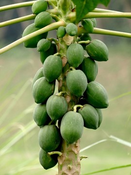 木瓜