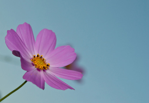 波斯菊