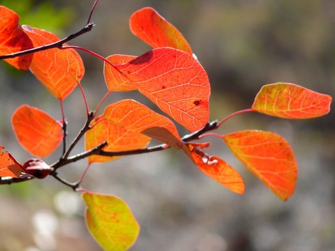 紅葉