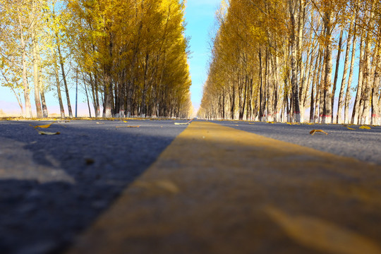 林蔭道