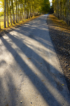 林蔭道