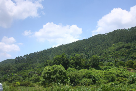 樹林風(fēng)景