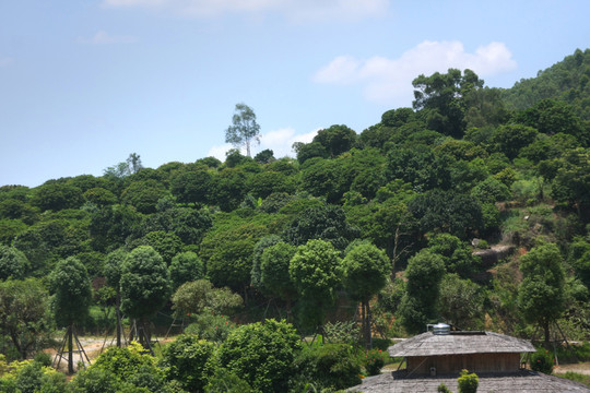 樹林風景