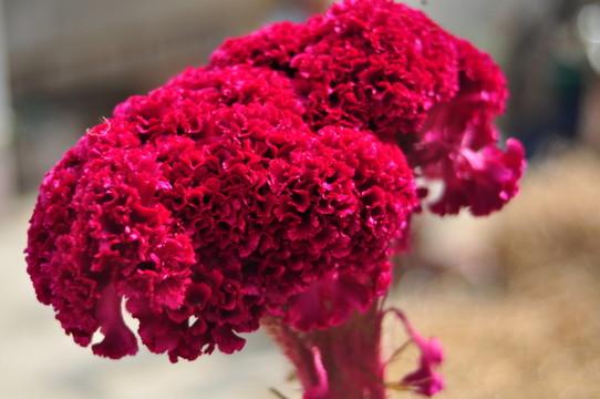 雞冠花 紅花 大頭花 雞頭花