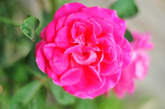 月季 月月紅 月季花  含苞未