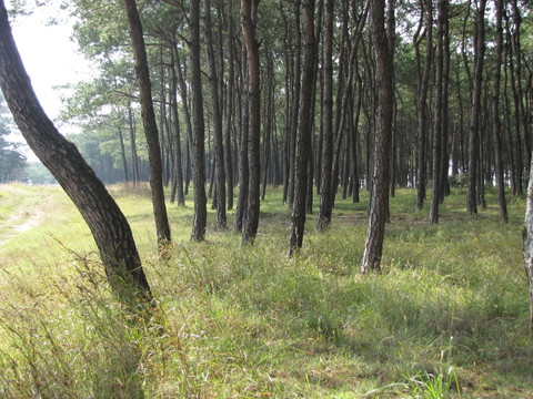 陽(yáng)光 小路 松林