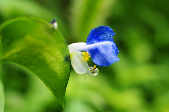 微距鏡頭下的花朵