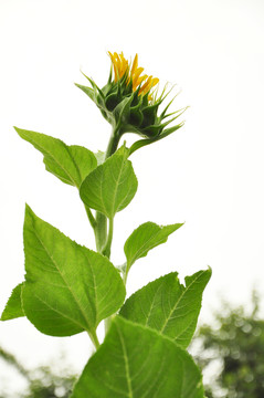 向日葵 向陽(yáng)花  白云 花瓣