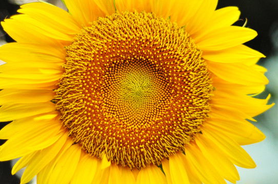 向日葵 向陽花  白云 花瓣