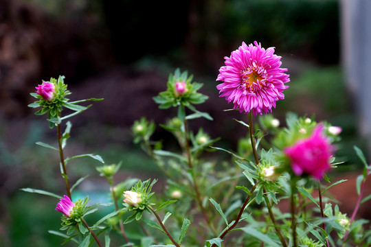 菊花