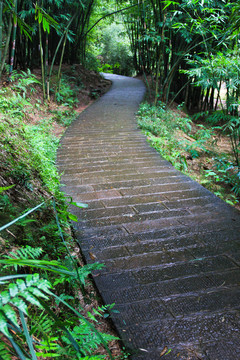 四洞溝林間小道