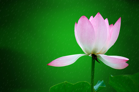 雨荷