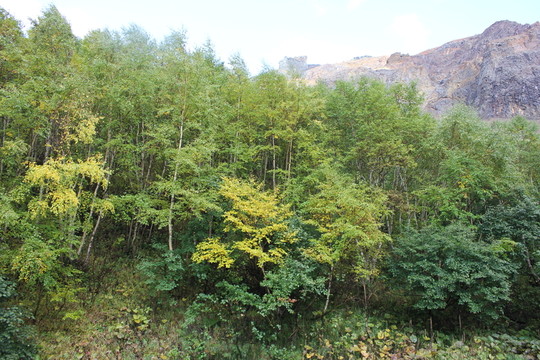 長(zhǎng)白山原始森林