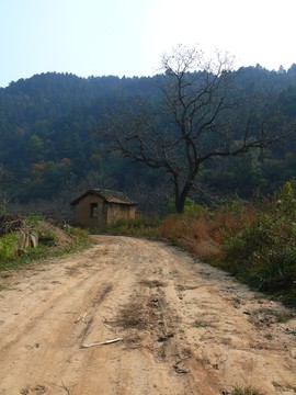 山區(qū)綠化