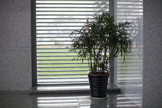 窗臺 竹子 植物 鐵樹 綠植