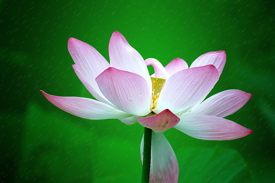 雨荷