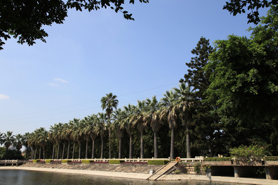 大絲葵