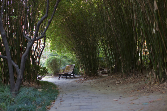 竹林 道路 曲陽(yáng)公園 園林