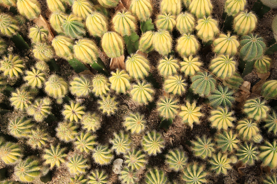 沙生植物仙人球