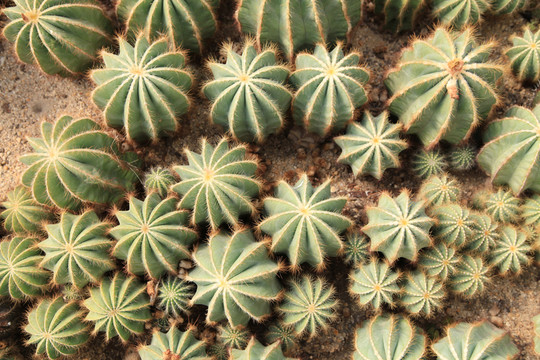 沙生植物仙人球