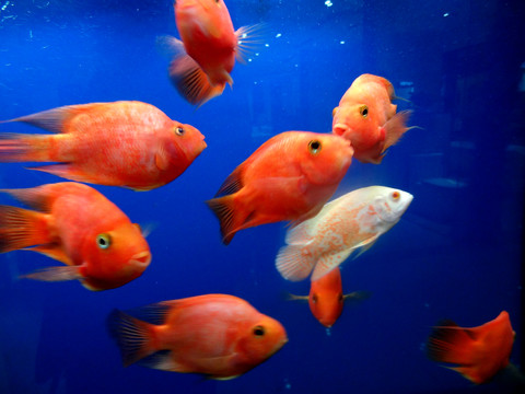 熱帶魚 觀賞魚