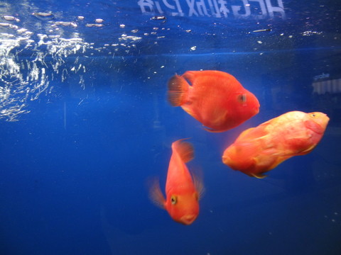 熱帶魚 觀賞魚