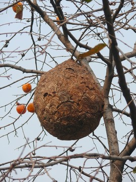山區(qū)馬蜂窩