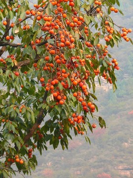 柿子樹