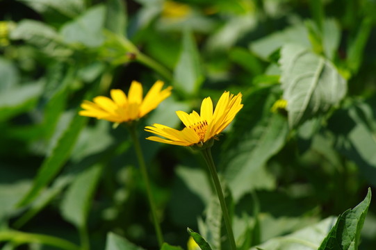 金雞菊
