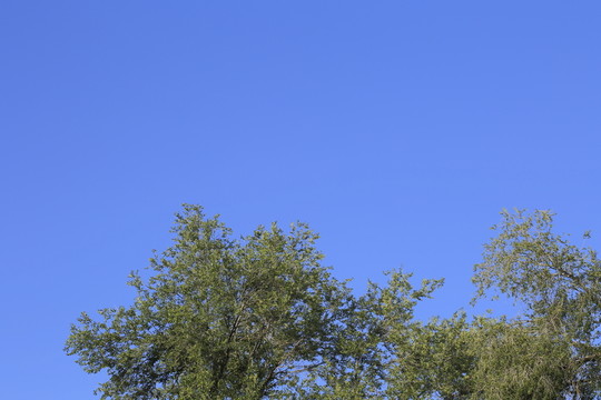 樹梢