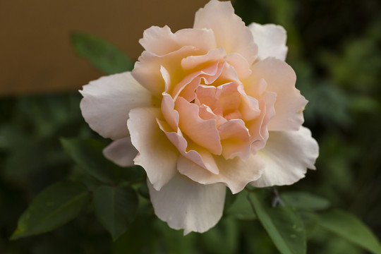 玫瑰花