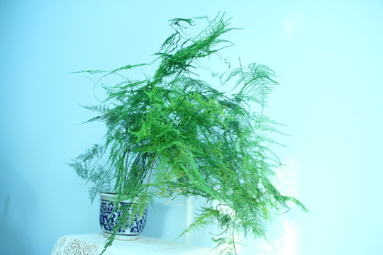 文竹