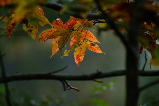 紅葉