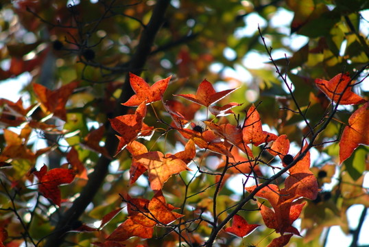 紅葉