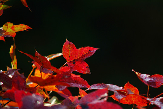 紅葉
