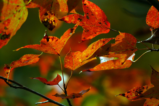 紅葉