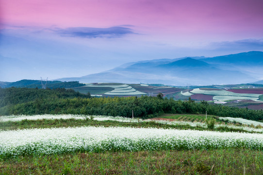 田園晨光