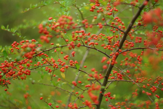 紅果