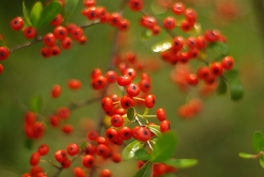 紅果