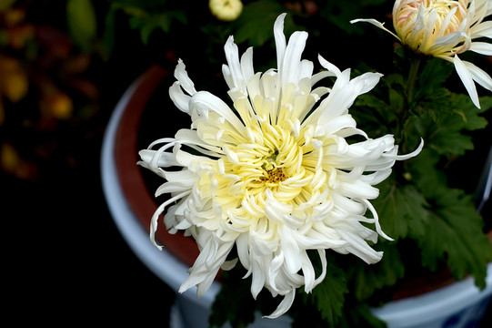 菊花