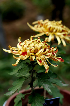 菊花
