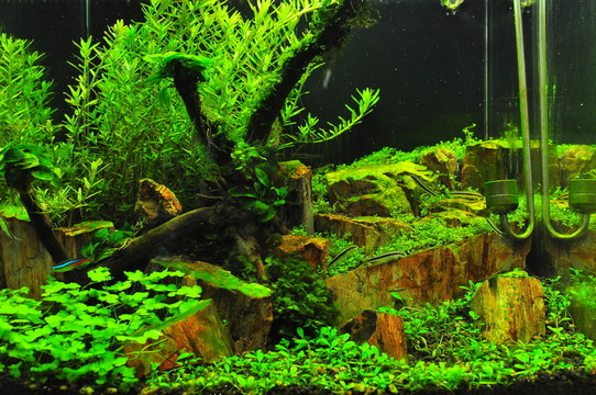 水族箱造景